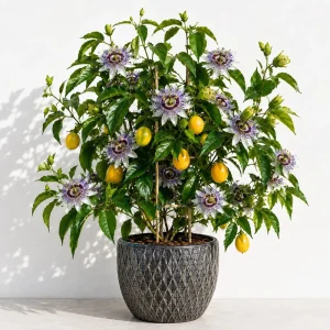 Maypop Passion Flower Live Plant - Purple Passiflora Incarnata Vine, 4-6 Inch Tall, Perennial - Image 1