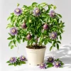 Maypop Passion Flower Vine Live Plant - Passiflora Incarnata, 4-6 Inch Tall, Bare Root - Image 1