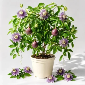 Maypop Passion Flower Vine Live Plant - Passiflora Incarnata, 4-6 Inch Tall, Bare Root - Image 1