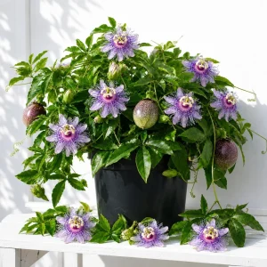 Maypop Passion Vine Plant Live - Passiflora Incarnata, Purple Flower, 4-6 Inch Tall, Outdoor Climbing Vine - Image 4