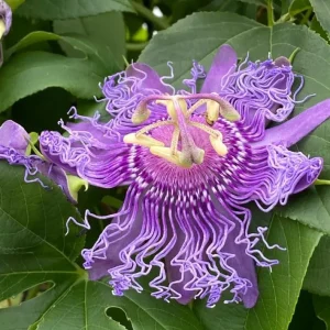Maypop Passion Vine Plant Live - Passiflora Incarnata, Purple Flower, 4-6 Inch Tall, Outdoor Climbing Vine - Image 5