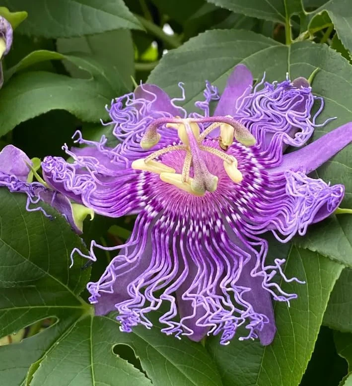 Maypop Passion Vine Plant Live - Passiflora Incarnata, Purple Flower, 4-6 Inch Tall, Outdoor Climbing Vine - Image 5