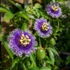 Maypop Passion Vine Plant Live - Passiflora Incarnata, Purple Flower, 4-6 Inch Tall, Outdoor Climbing Vine - Image 1