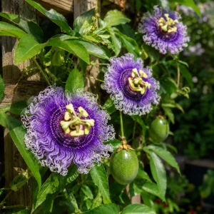 Maypop Passion Vine Plant Live - Passiflora Incarnata, Purple Flower, 4-6 Inch Tall, Outdoor Climbing Vine - Image 1