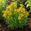 Mexican Tarragon Live Plants - Set of 4, 4-8 Inch Tall, Perennial Herb - Image 1