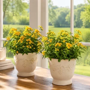 Mexican Tarragon Live Plants - Set of 4, 4-8 Inch Tall, Perennial Herb - Image 4