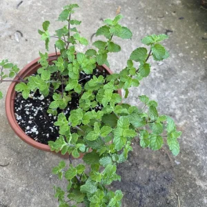 Mint Live Plant - Mentha Spicata Herb for Culinary & Garden Use - Image 2