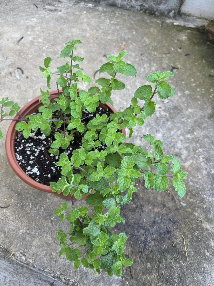Mint Live Plant - Mentha Spicata Herb for Culinary & Garden Use - Image 2