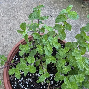 Mint Live Plant - Mentha Spicata Herb for Culinary & Garden Use - Image 3