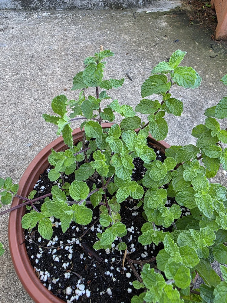 Mint Live Plant - Mentha Spicata Herb for Culinary & Garden Use - Image 3
