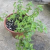 Mint Live Plant - Mentha Spicata Herb for Culinary & Garden Use - Image 1
