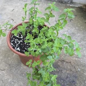 Mint Live Plant - Mentha Spicata Herb for Culinary & Garden Use - Image 1
