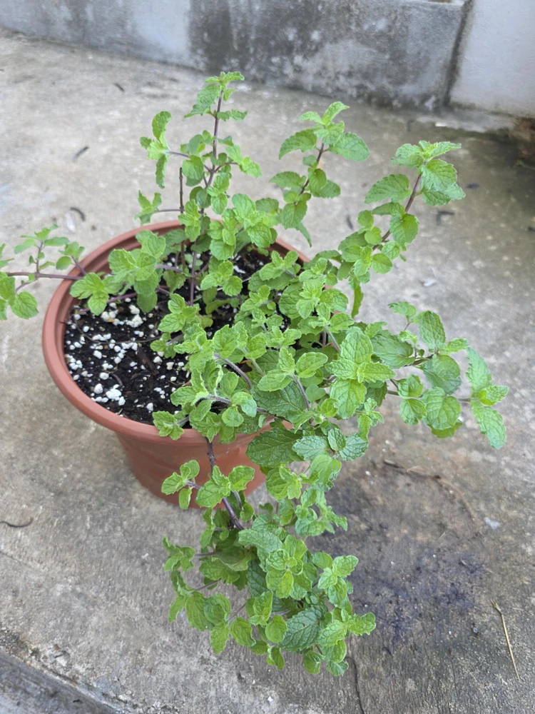 Mint Live Plant - Mentha Spicata Herb for Culinary & Garden Use - Image 1