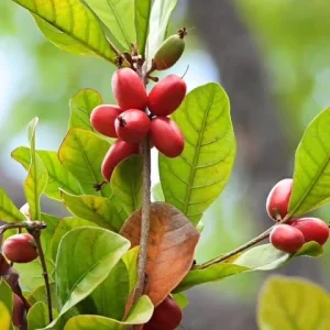Miracle Fruit Live Plant (Synsepalum dulcificum) 10-14" - Magic Berry Modifier - Image 4