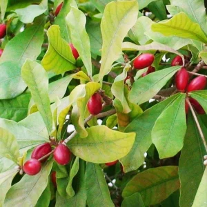 Miracle Fruit Live Plant (Synsepalum dulcificum) 10-14" - Magic Berry Modifier - Image 5