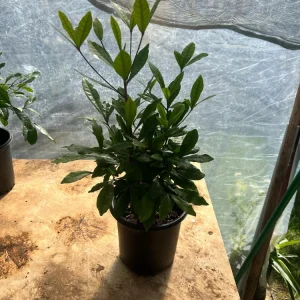 Miracle Fruit Live Plant (Synsepalum dulcificum) 10-14" - Magic Berry Modifier - Image 6