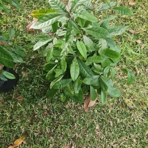 Miracle Fruit Live Plant (Synsepalum dulcificum) 10-14" - Magic Berry Modifier - Image 7