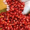 Miracle Fruit Live Plant (Synsepalum dulcificum) 10-14" - Magic Berry Modifier - Image 1