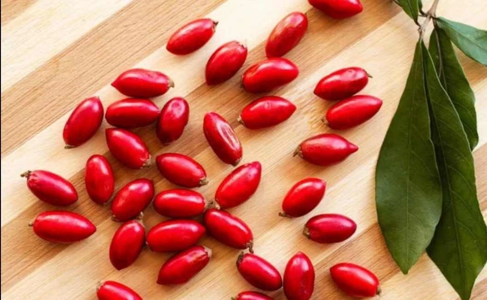 Miracle Fruit Live Plant (Synsepalum dulcificum) – Exotic Fruit Tree – 1-2ft Tall - Image 2
