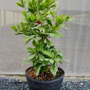 Miracle Fruit Live Plant (Synsepalum dulcificum) – Exotic Fruit Tree – 1-2ft Tall - Image 3