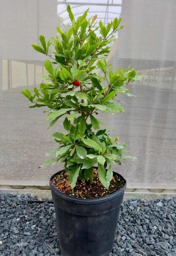 Miracle Fruit Live Plant (Synsepalum dulcificum) – Exotic Fruit Tree – 1-2ft Tall - Image 3