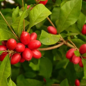 Miracle Fruit Live Plant (Synsepalum dulcificum) – Exotic Fruit Tree – 1-2ft Tall - Image 5