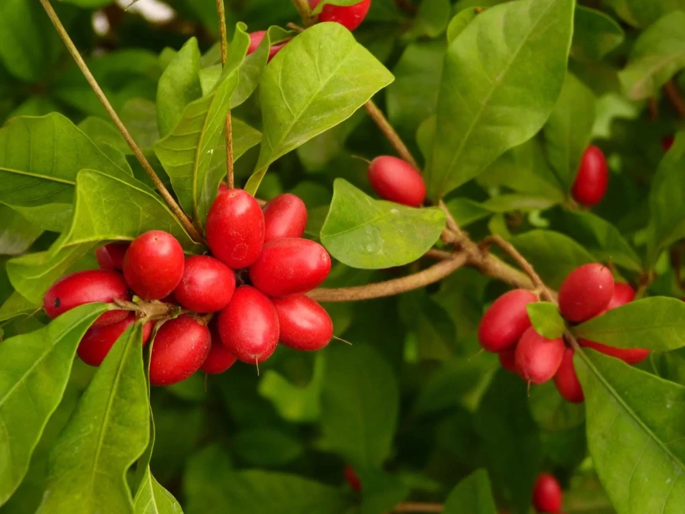 Miracle Fruit Live Plant (Synsepalum dulcificum) – Exotic Fruit Tree – 1-2ft Tall - Image 5