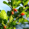 Miracle Fruit Live Plant (Synsepalum dulcificum) – Exotic Fruit Tree – 1-2ft Tall - Image 1