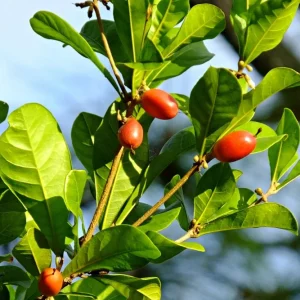Miracle Fruit Live Plant (Synsepalum dulcificum) – Exotic Fruit Tree – 1-2ft Tall - Image 1