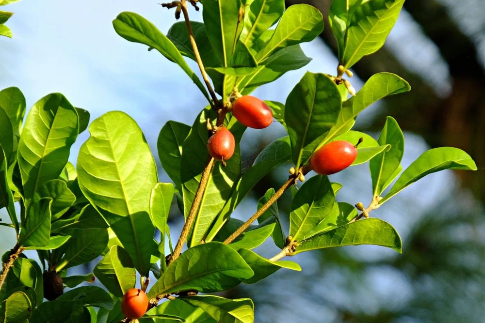 Miracle Fruit Live Plant (Synsepalum dulcificum) – Exotic Fruit Tree – 1-2ft Tall - Image 1