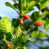 Miracle Fruit Tree Live Plant – Synsepalum Dulcificum – 2-3 ft Tall – Indoor/Outdoor - Image 1