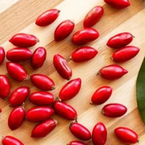 Miracle Fruit Tree Live Plant – Synsepalum Dulcificum – 2-3 ft Tall – Indoor/Outdoor - Image 2