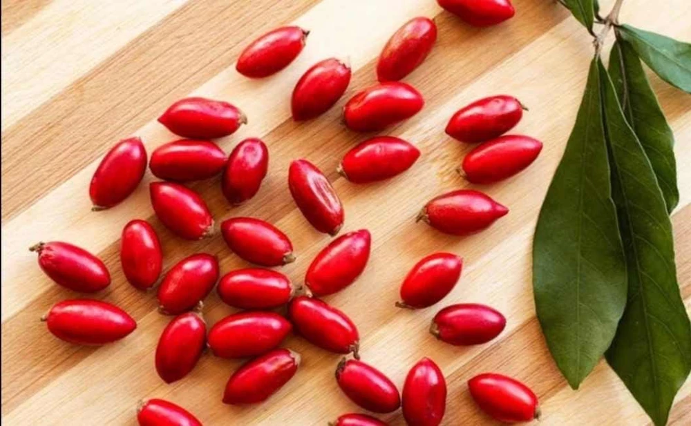 Miracle Fruit Tree Live Plant – Synsepalum Dulcificum – 2-3 ft Tall – Indoor/Outdoor - Image 2