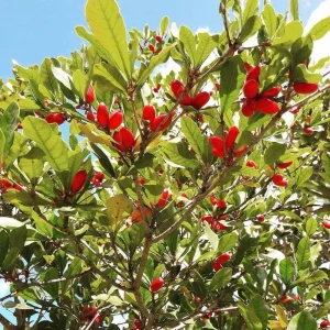 Miracle Fruit Tree Live Plant – Synsepalum Dulcificum – 2-3 ft Tall – Indoor/Outdoor - Image 3