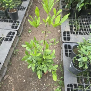 Miracle Fruit Tree Live Plant – Synsepalum Dulcificum – 2-3 ft Tall – Indoor/Outdoor - Image 5