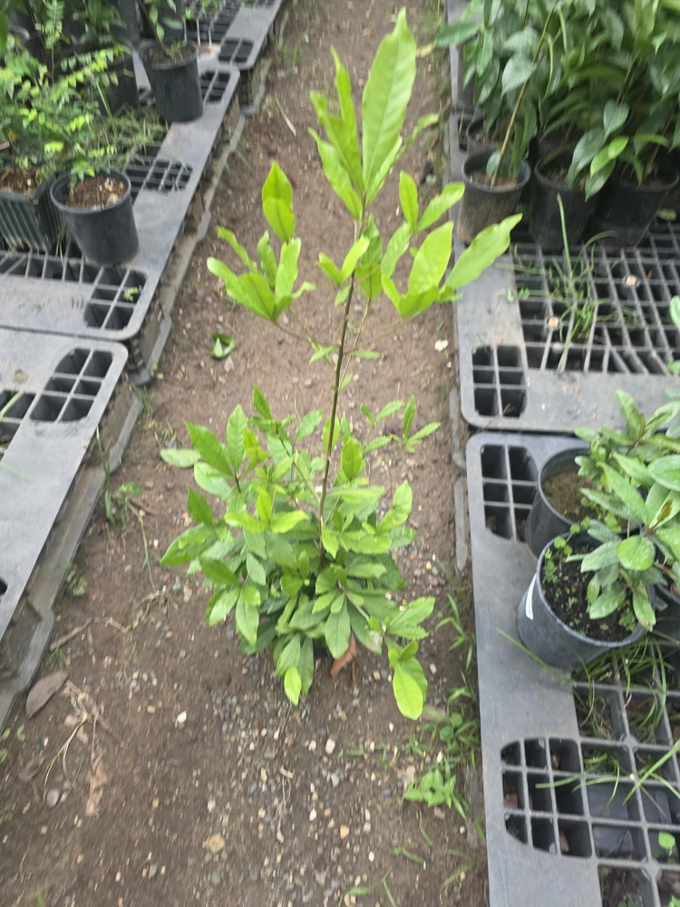 Miracle Fruit Tree Live Plant – Synsepalum Dulcificum – 2-3 ft Tall – Indoor/Outdoor - Image 5