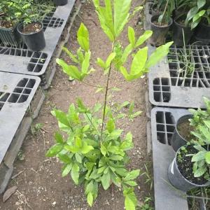 Miracle Fruit Tree Live Plant – Synsepalum Dulcificum – 2-3 ft Tall – Indoor/Outdoor - Image 6