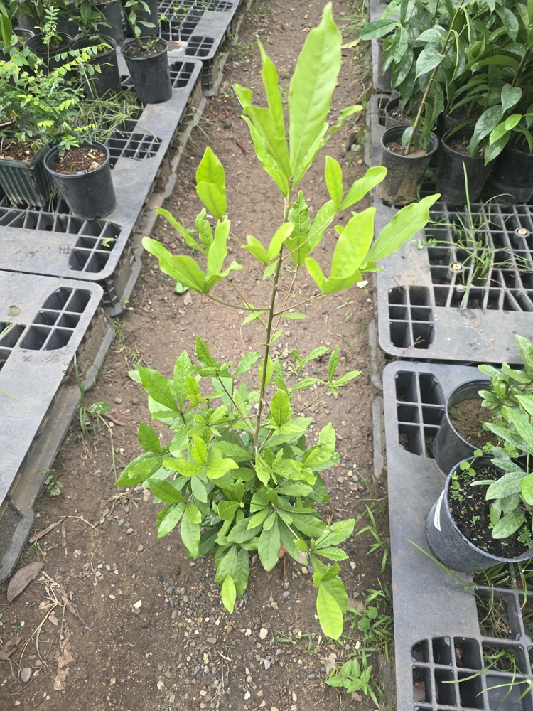 Miracle Fruit Tree Live Plant – Synsepalum Dulcificum – 2-3 ft Tall – Indoor/Outdoor - Image 6