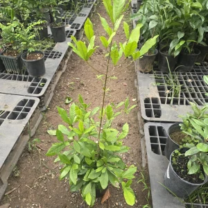 Miracle Fruit Tree Live Plant – Synsepalum Dulcificum – 2-3 ft Tall – Indoor/Outdoor - Image 7
