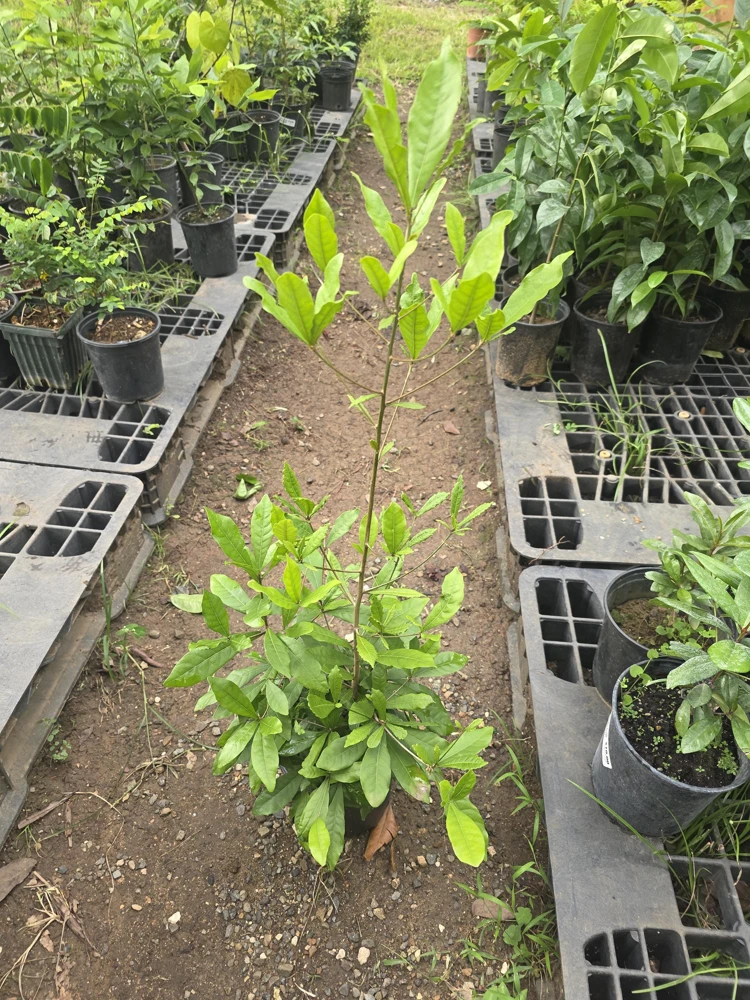 Miracle Fruit Tree Live Plant – Synsepalum Dulcificum – 2-3 ft Tall – Indoor/Outdoor - Image 7