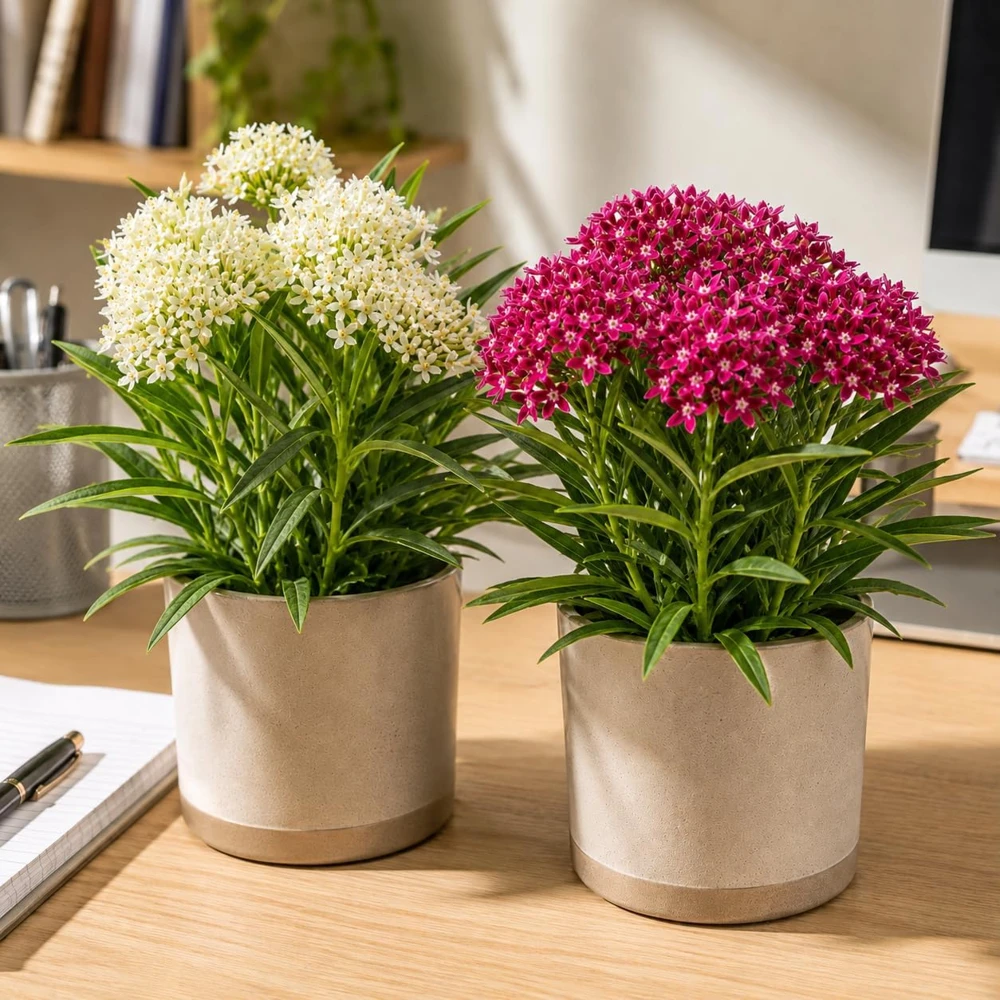 Mix Tropical Milkweed Live Plant Set – 4 Plants, 4-8 Inch Tall, Perennial - Image 4