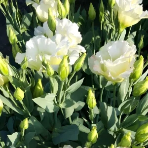 Mixed Lisianthus Plug Plant – Live Eustoma Flower Mix – Assorted Color Blooms - Image 3