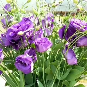 Mixed Lisianthus Plug Plant – Live Eustoma Flower Mix – Assorted Color Blooms - Image 4
