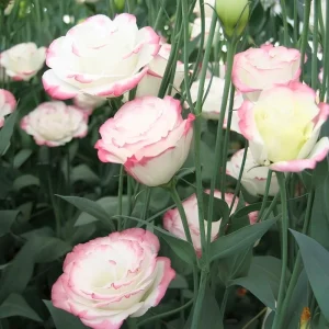 Mixed Lisianthus Plug Plant – Live Eustoma Flower Mix – Assorted Color Blooms - Image 5