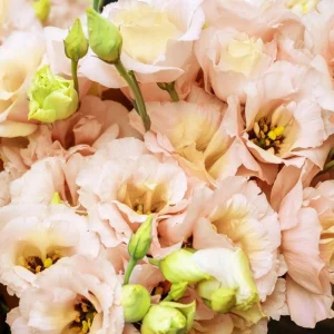 Mixed Lisianthus Plug Plant – Live Eustoma Flower Mix – Assorted Color Blooms - Image 7