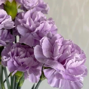 Mixed Lisianthus Plug Plant – Live Eustoma Flower Mix – Assorted Color Blooms - Image 8