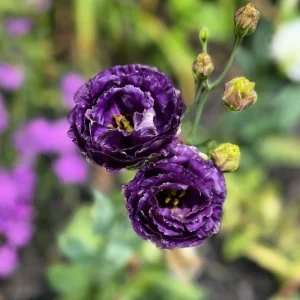 Mixed Lisianthus Plug Plant – Live Eustoma Flower Mix – Assorted Color Blooms - Image 9