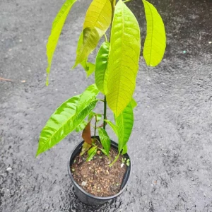 Miyazaki Mango Live Fruit Tree (14-16 inches) - Sweet & Disease-Resistant Seedling - Image 1
