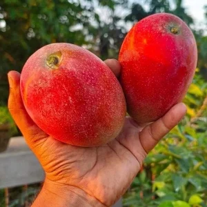 Miyazaki Mango Live Fruit Tree (14-16 inches) - Sweet & Disease-Resistant Seedling - Image 5