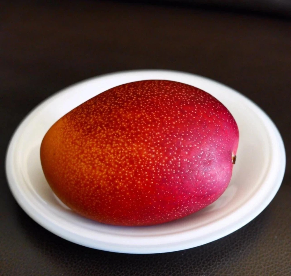 Miyazaki Mango Tree Live Plant – Egg of the Sun Variety – Grafted – 2-3 ft Tall – Tropical Fruit Tree - Image 2